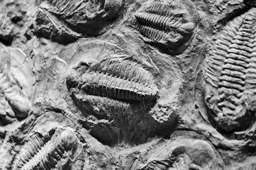 Close-up view of ancient trilobite fossils in black and white texture.