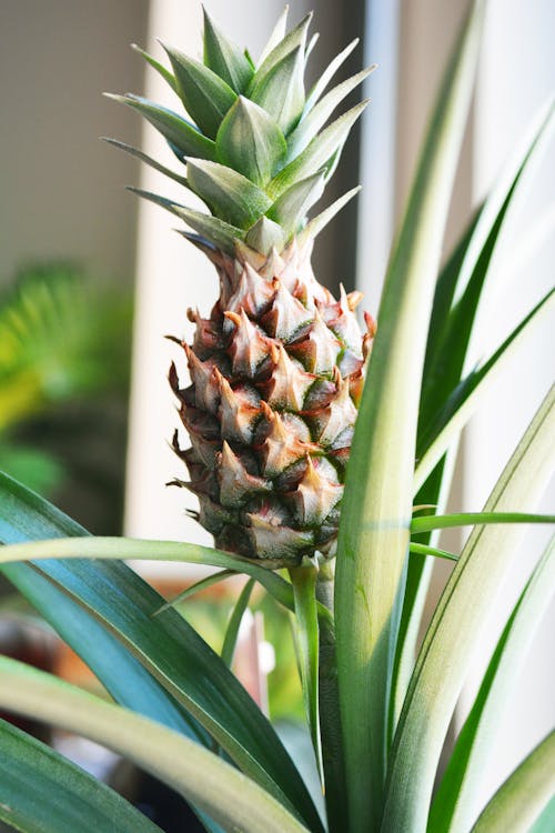 Close-Up Photo of Pineapple