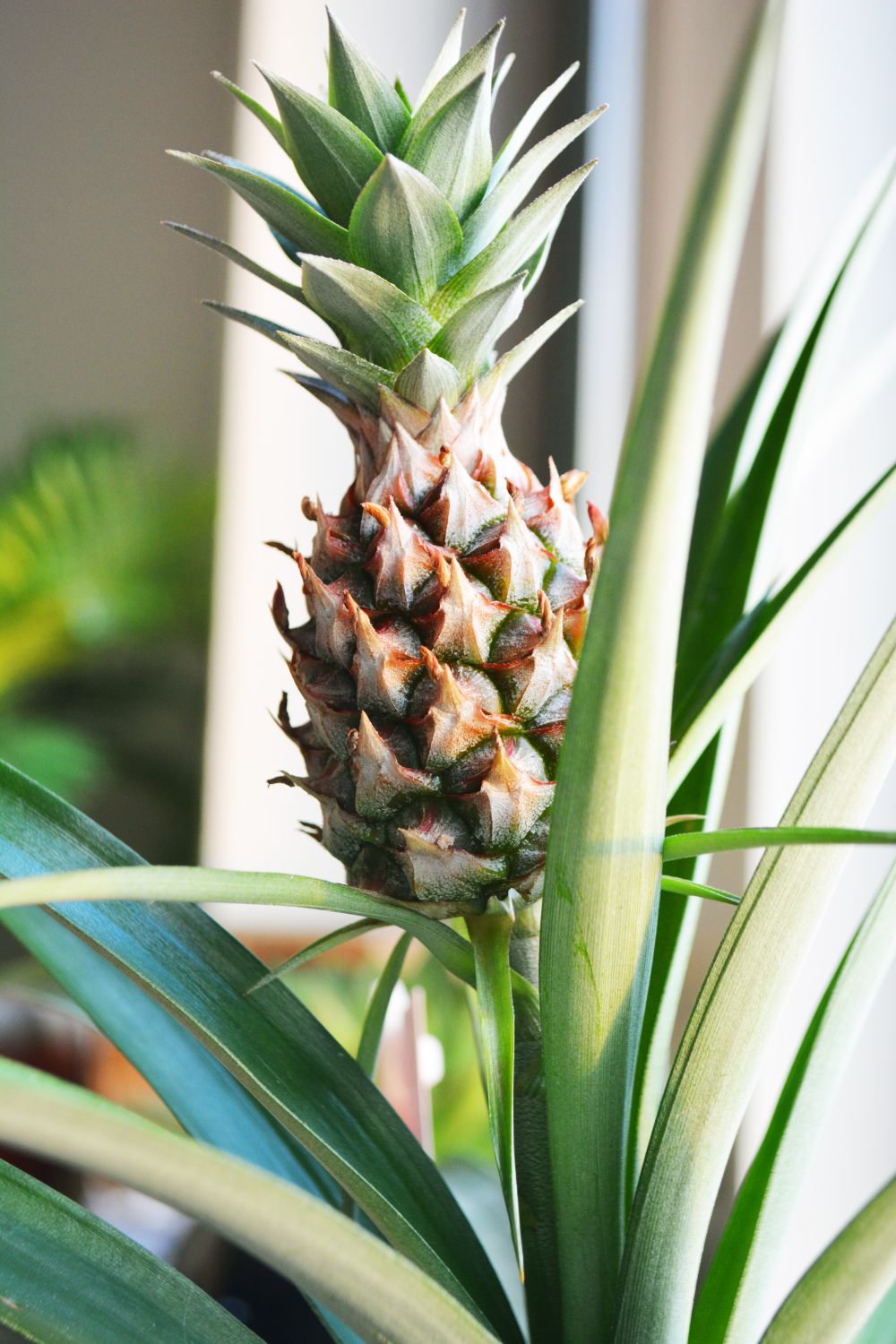 Nahaufnahmefoto Der Ananas Kostenloses Stock Foto nahaufnahmefoto-der-ananas-kostenloses-stock-foto