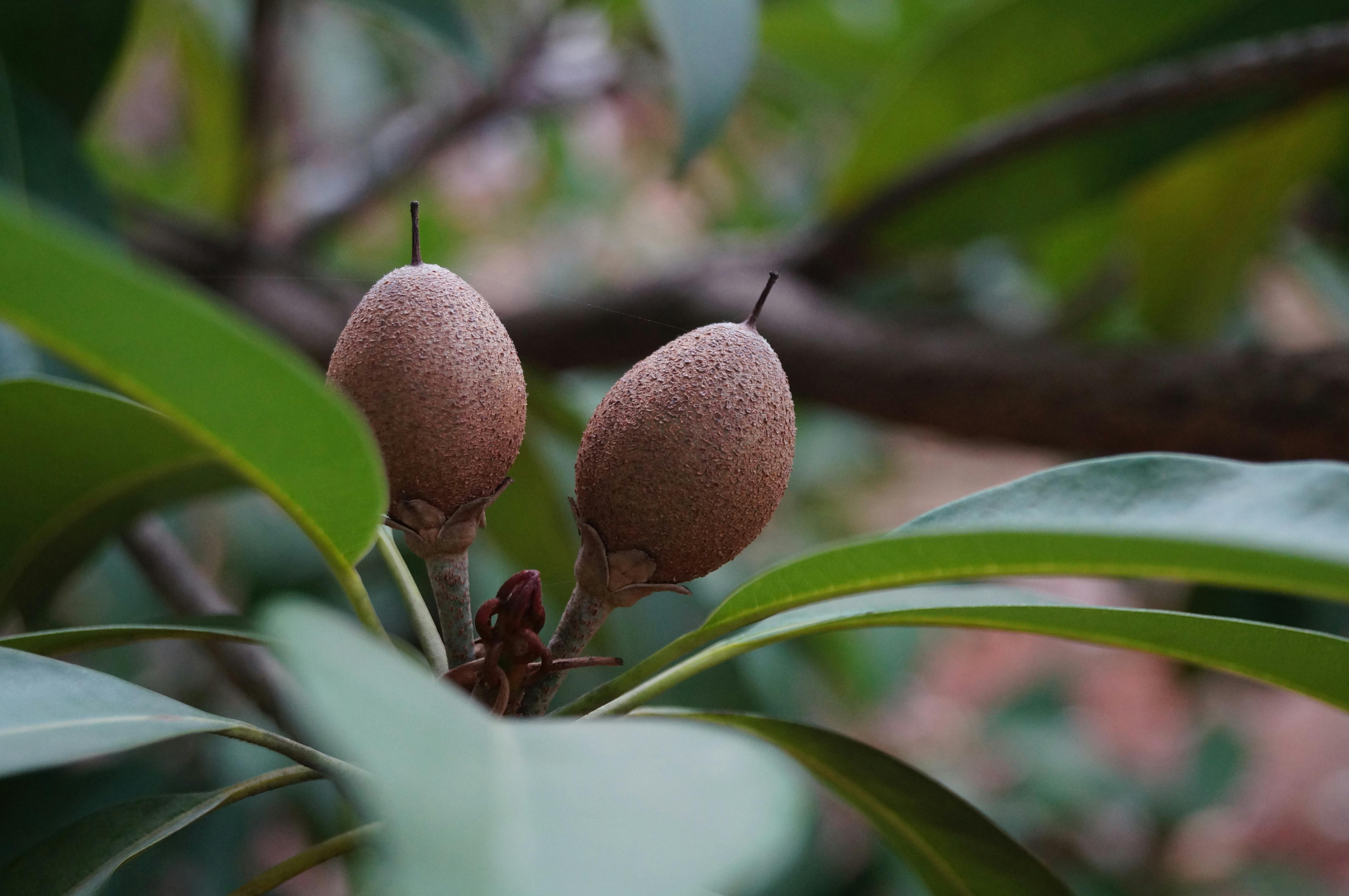 Chico Sapodilla Fruit - Urban Goes Green Plant Guide