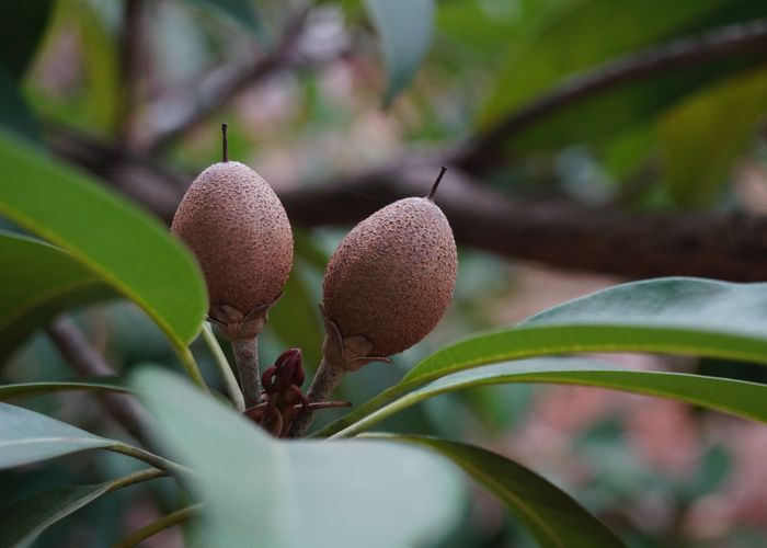 Chico Sapodilla Fruit - Urban Goes Green Plant Guide
