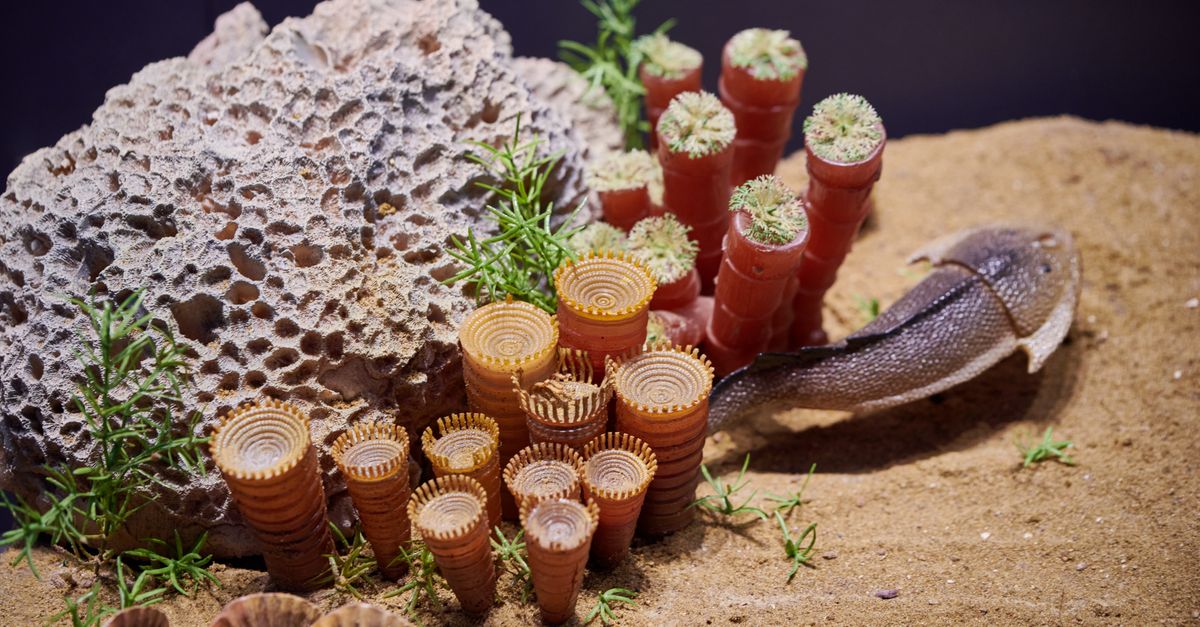 Close-up of underwater coral, shells, and fish in a sea life setting.