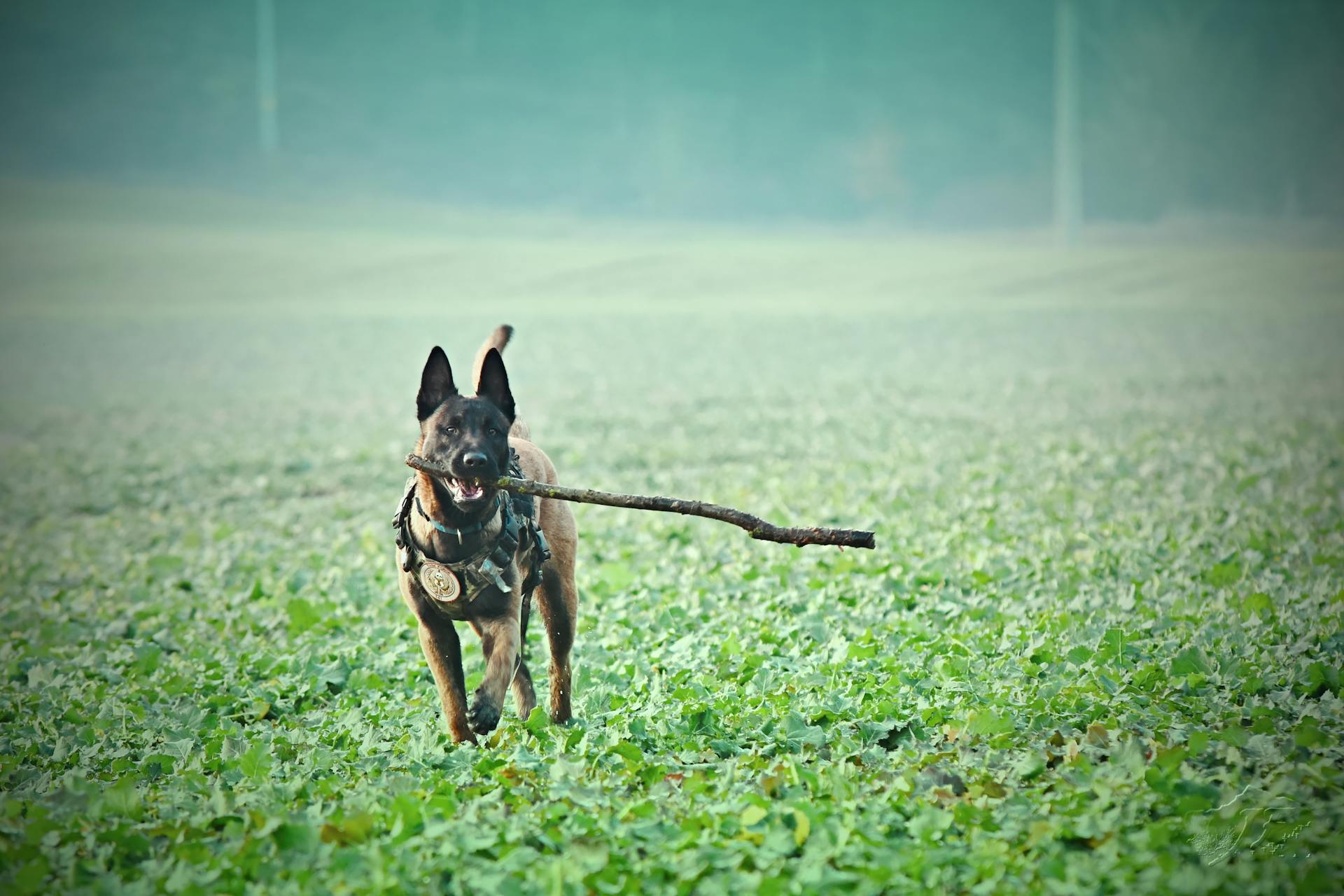 Un malinois brun belge adulte mord le bâton sur un champ d'herbe