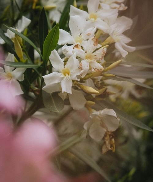 Free A serene close-up showing blooming white oleander flowers surrounded by green leaves. Stock Photo