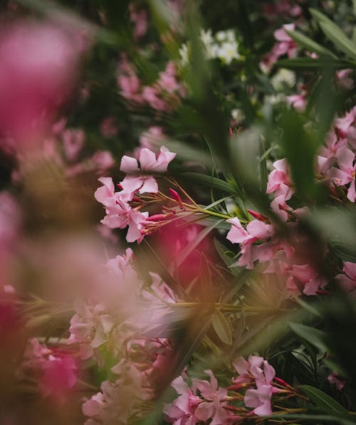 Close up of Pink Flowers · Free Stock Photo