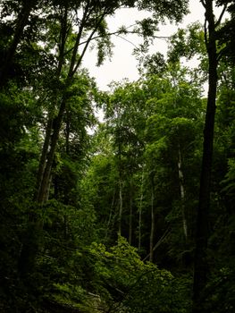 A dense forest scene with tall, green trees under an overcast sky, creating a tranquil atmosphere.