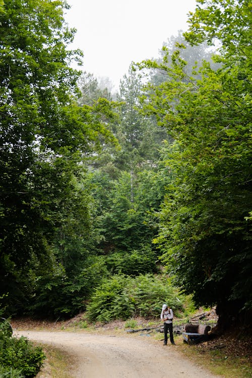 Foto d'estoc gratuïta de arbres, bosc, camí de carro