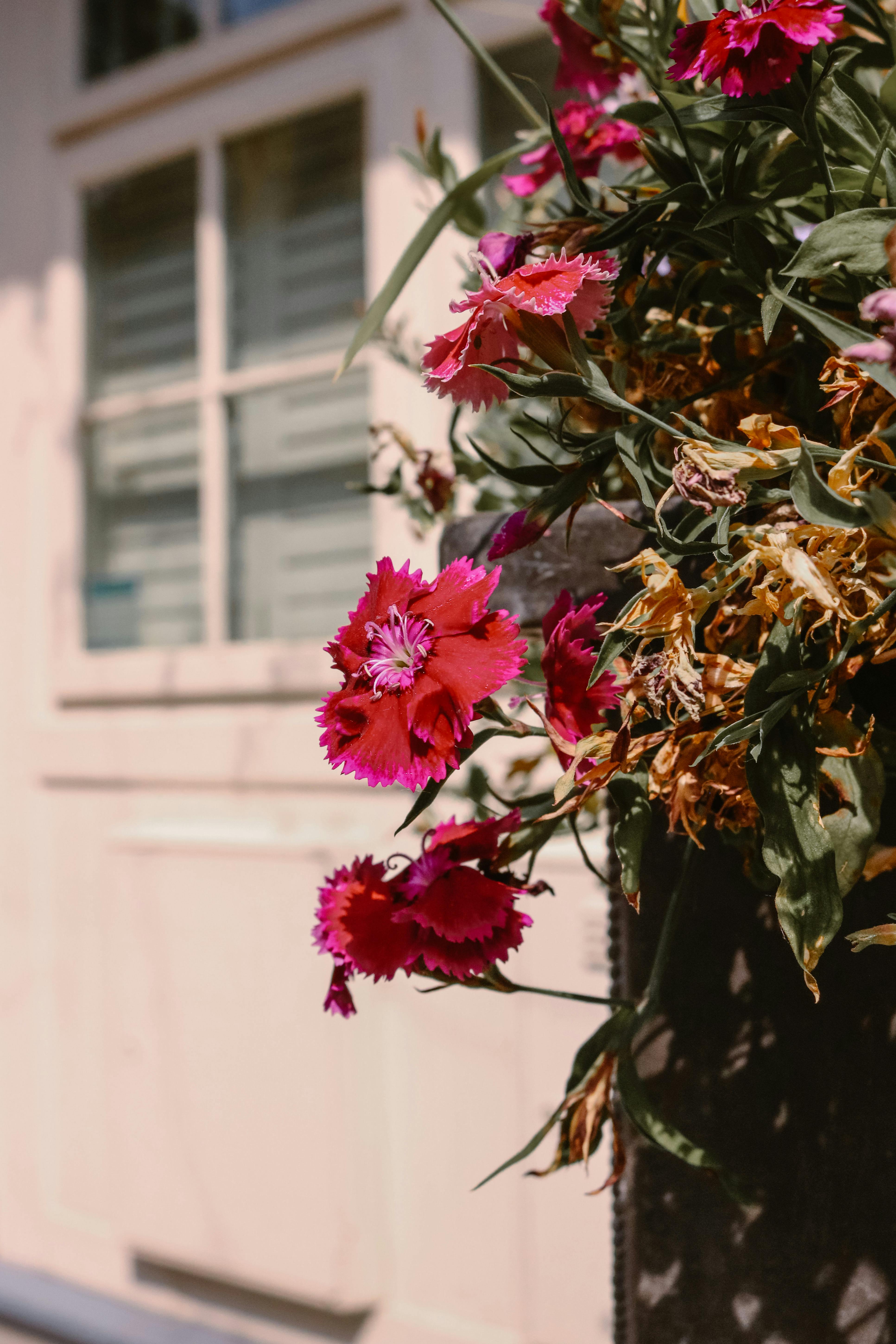 [ColoSach]-bright-pink-flowers-bloom-against-a-white-wall-in-warm-sunlight,-showcasing-freshness.