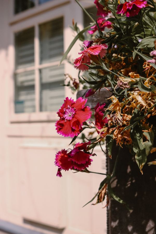 Pink flowers blooming against a white wall