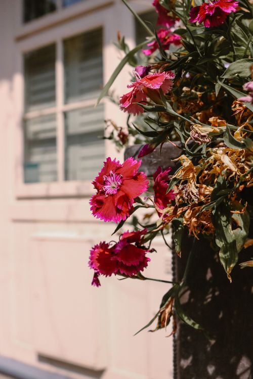 Free Bright pink flowers bloom against a white wall in warm sunlight, showcasing freshness. Stock Photo