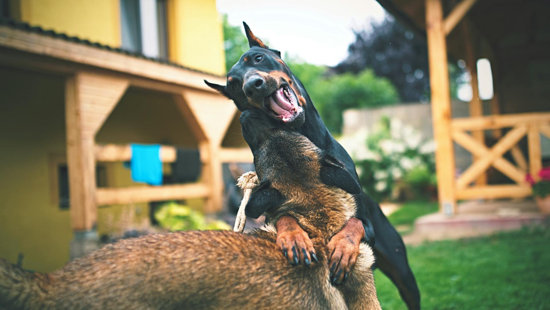 Adulte noir et rouille Doberman Pinscher sur la photographie de mise au point sélective