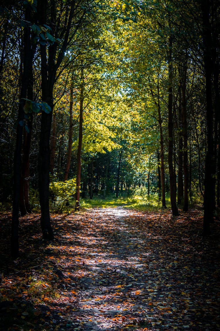 Foot Path In The Middle Of A Forest