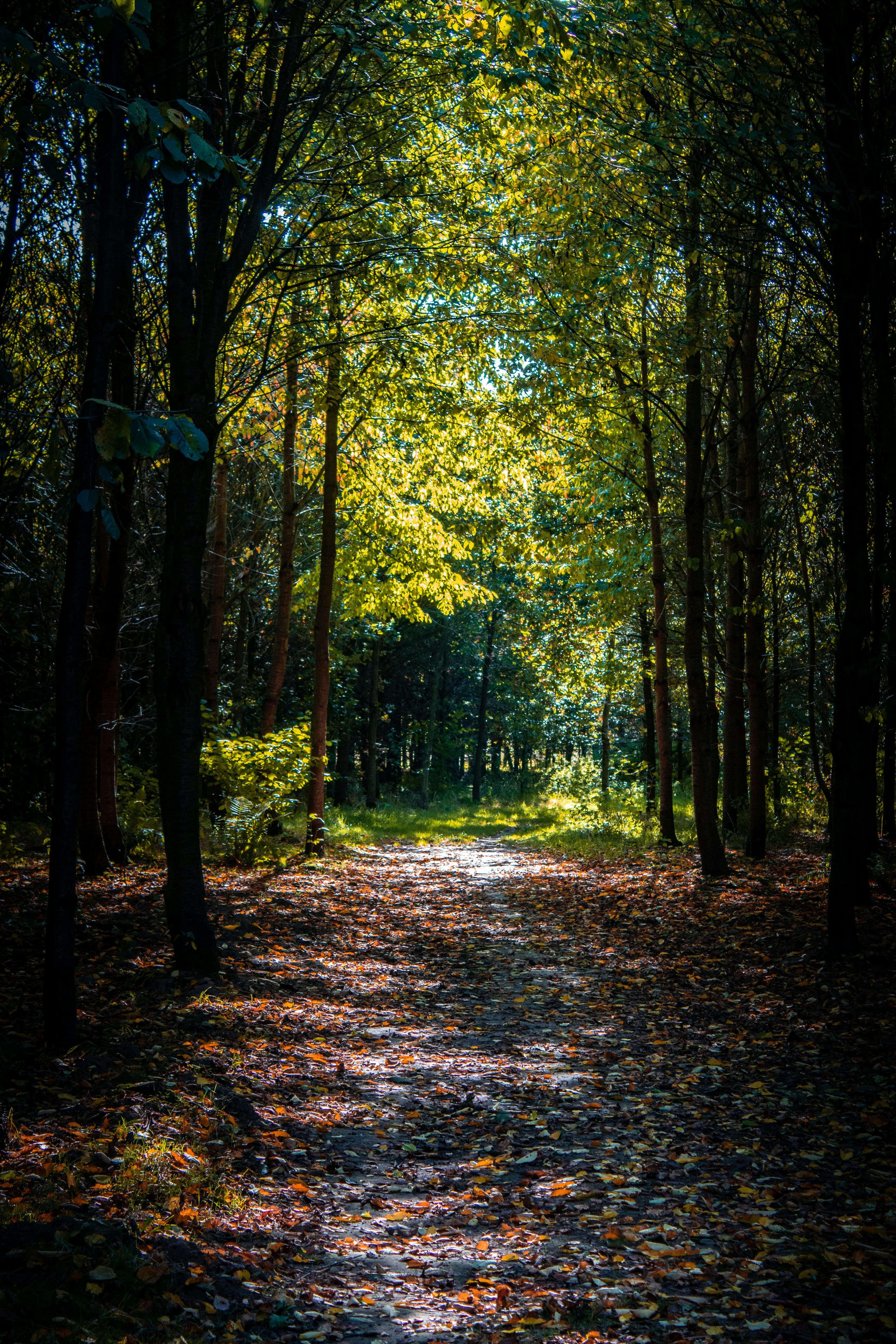 Free stock photo of forest cover, forest path, light effect