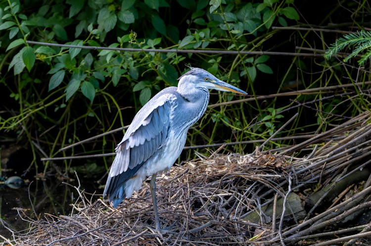 Grey Heron In Nest