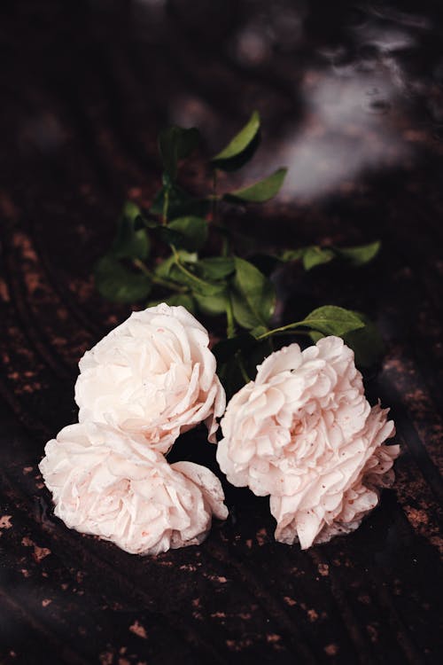 Darmowe zdjęcie z galerii z blady różowy, bouguet, bukiet