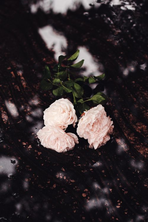 Free Close-up of white roses on a reflective dark surface, highlighting natural beauty. Stock Photo
