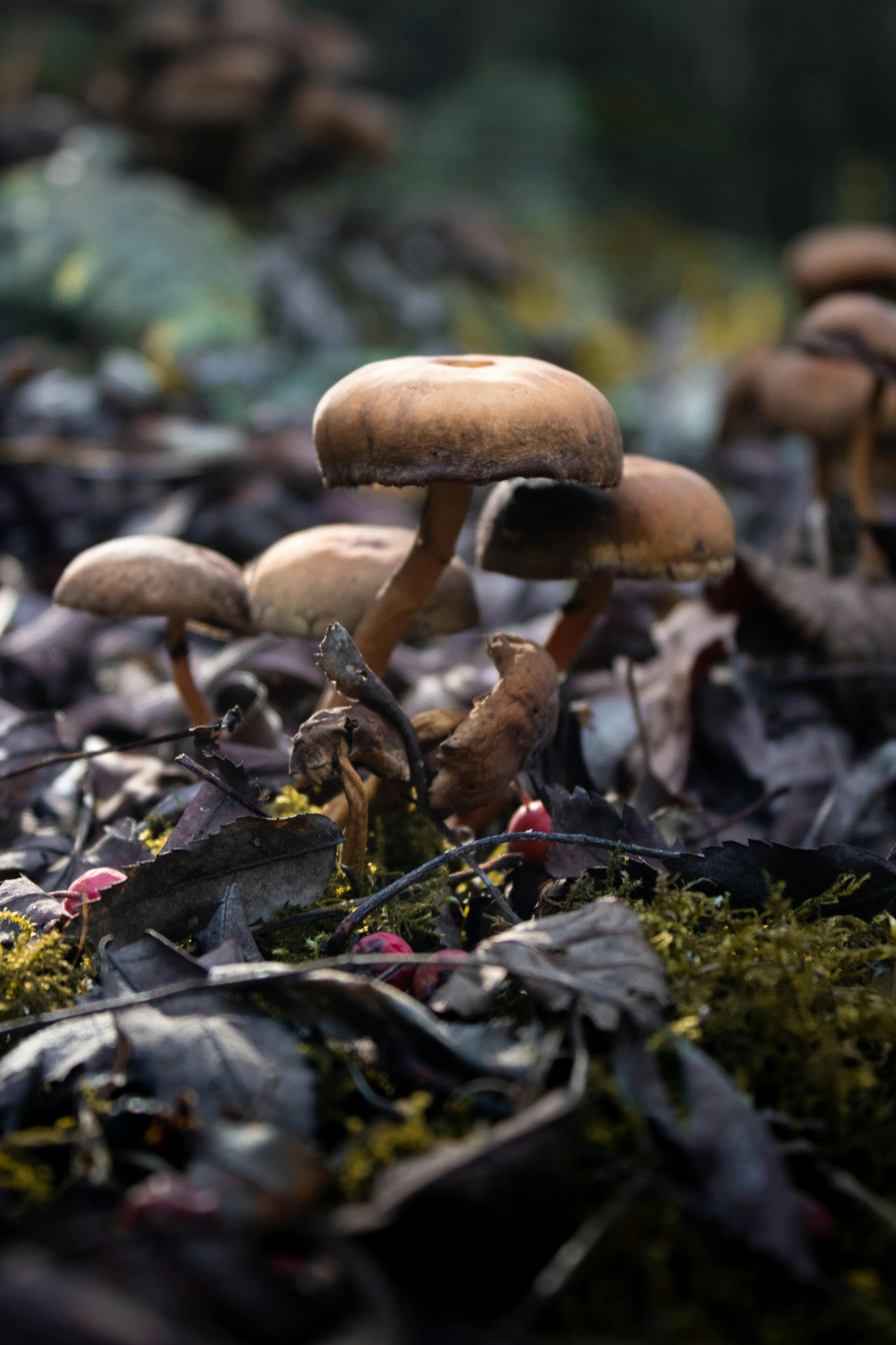 Kostenloses Foto zum Thema: pilz, pilze, waldpilz