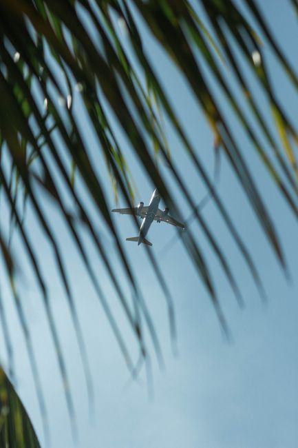 Photo by JS Shariff An airplane is flying overhead through tropical palm leaves against a clear blue sky.