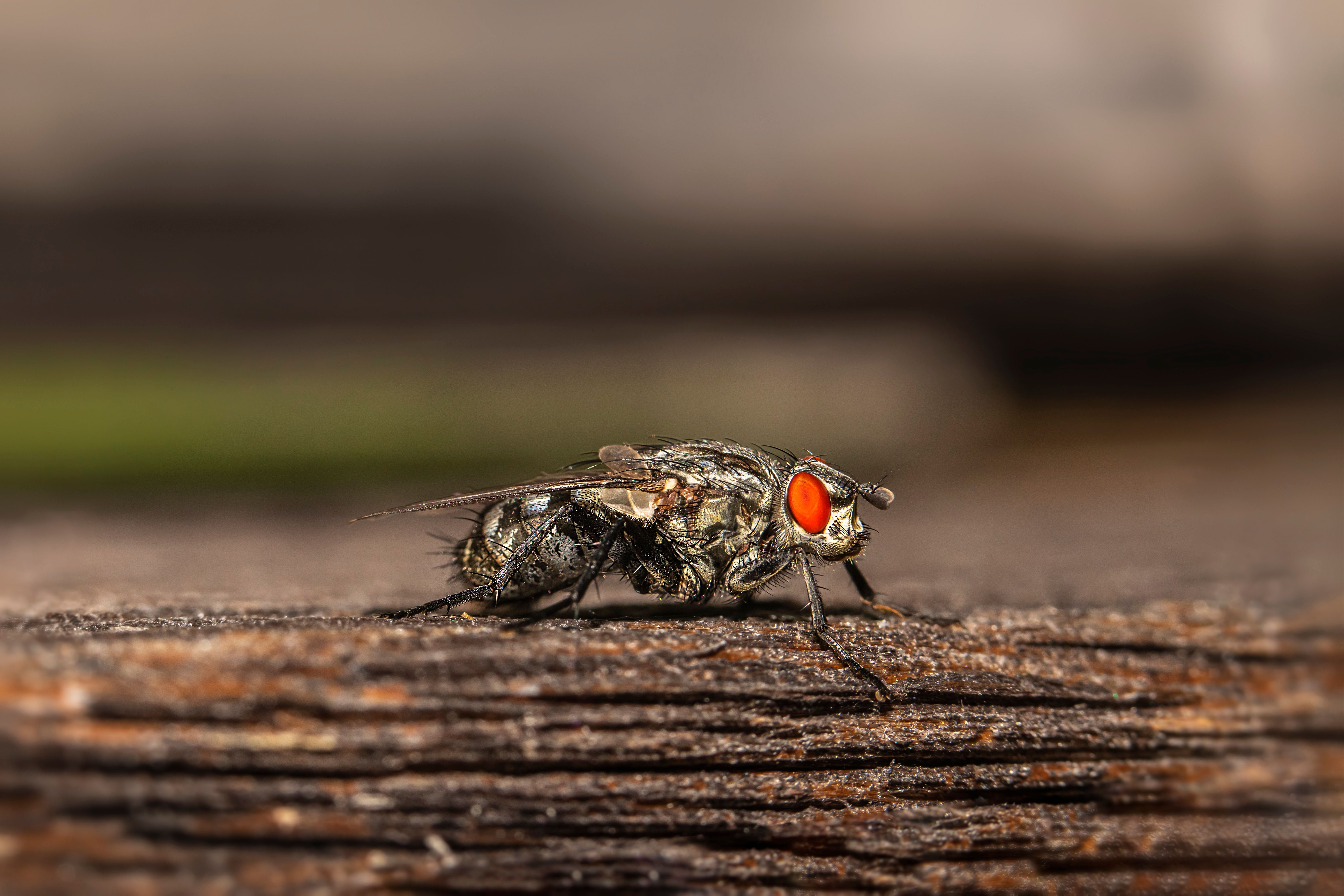 Close-Up Photo of a Flesh Fly with Orange Eyes Sitting on a Piece of ...