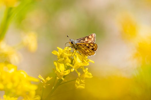 Close-up of a Butterfly on a Yellow Flower
