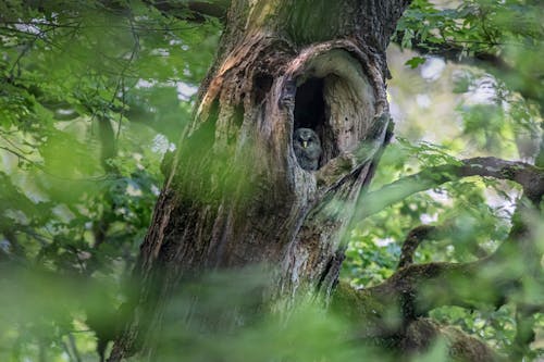 Owl Hiding in a Tree Hollow