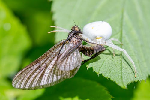 Close-up Shot of a White Spider Catching a Large Mayfly on a Green Leaf