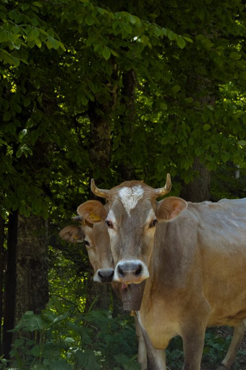 Free stock photo of animal, green, life Stock Photo