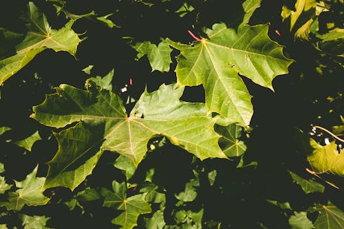 przyroda, 나뭇잎, 녹색의 무료 스톡 사진