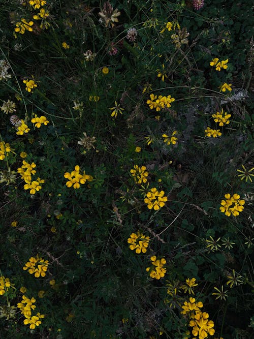 bitki, naturel, sring 的 免費圖庫相片