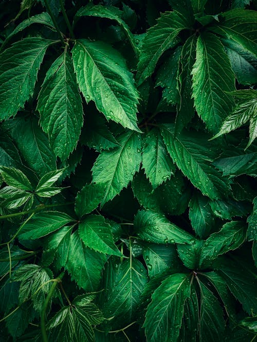 Close-up of Green Virginia Creeper Leaves 