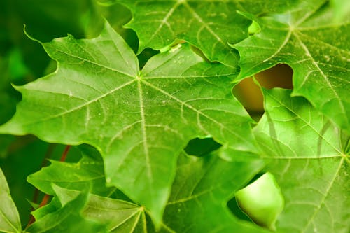przyroda, sunlignt, 나뭇잎의 무료 스톡 사진