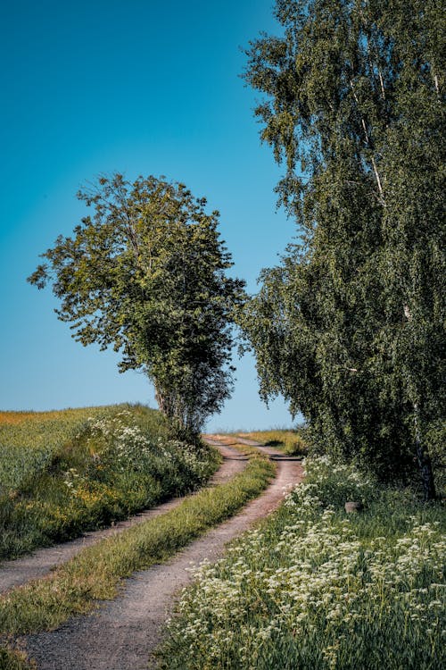 Gratis lagerfoto af bane, blå himmel, græs