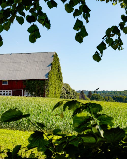 View of a Cropland and a Barn 