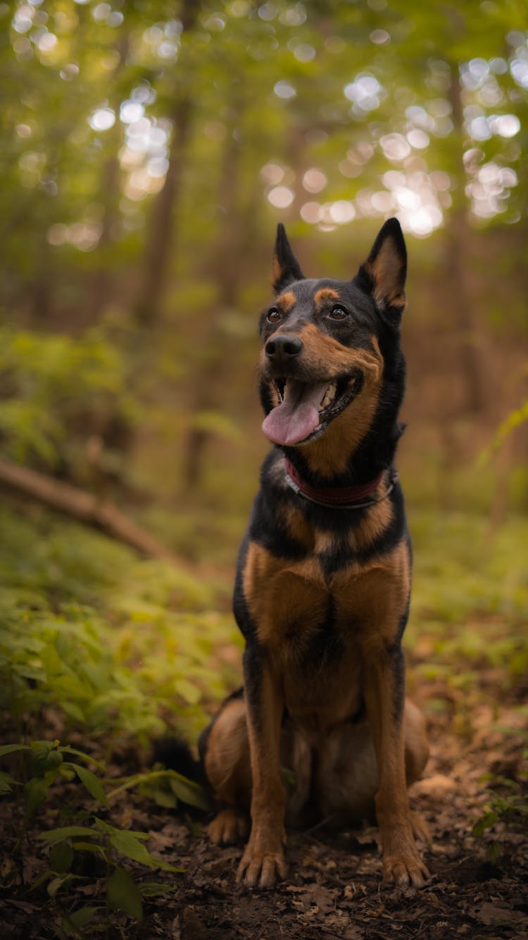 Portrait Of An Australian Kelpie Sitting In A Forest