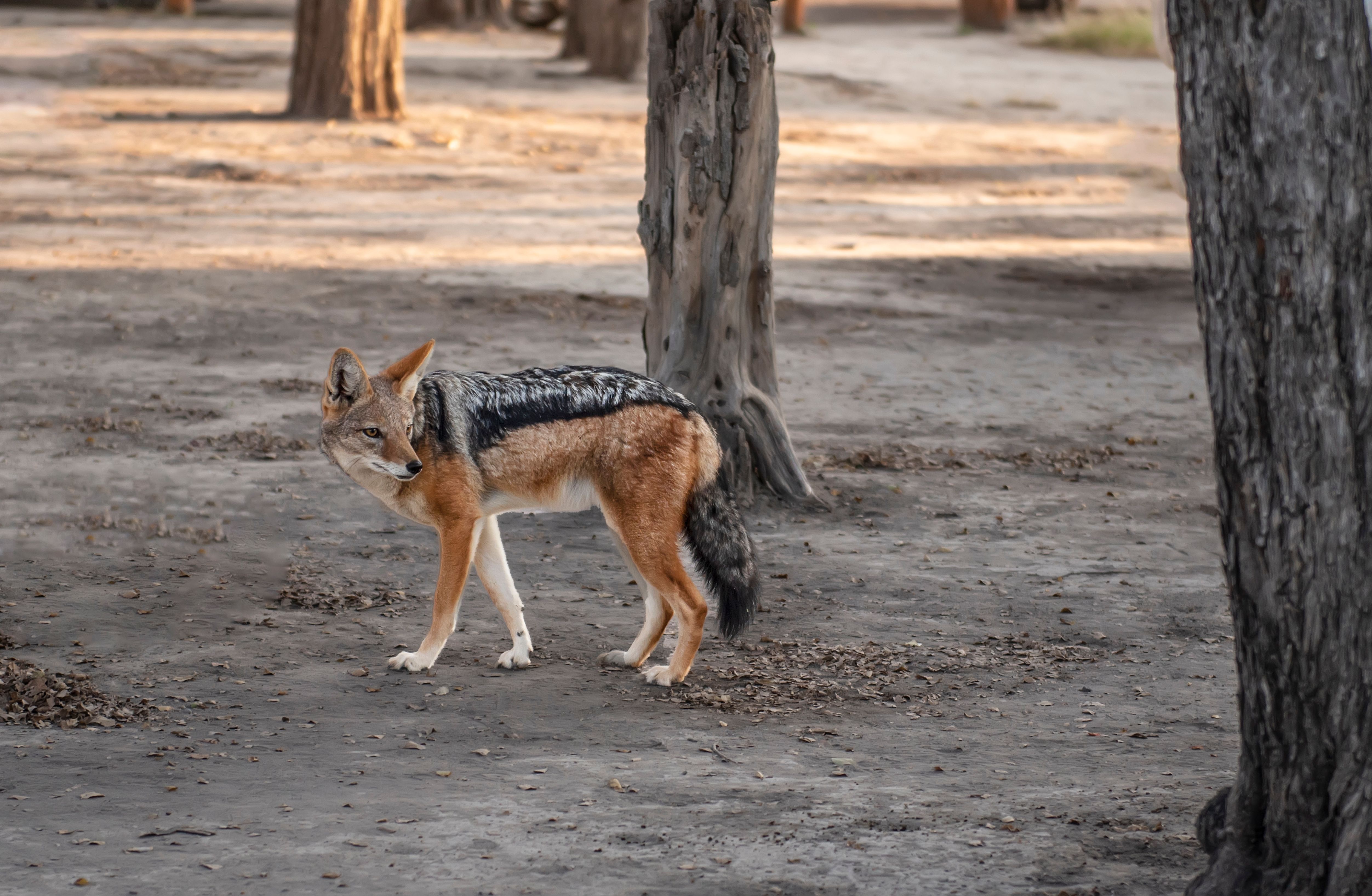 Wildlife Pictures Photos, Download The BEST Free Wildlife Pictures ...