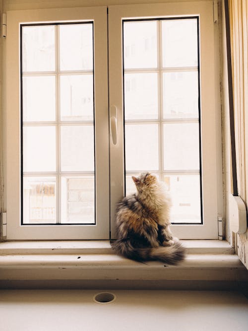 Cat Sitting on a Window Sill and Looking up 