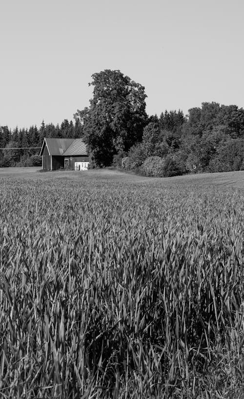 Grassy Field in Summer