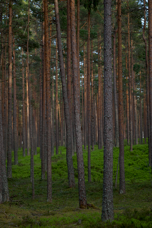 Free A serene view of a lush pine forest with towering trees and green undergrowth. Stock Photo