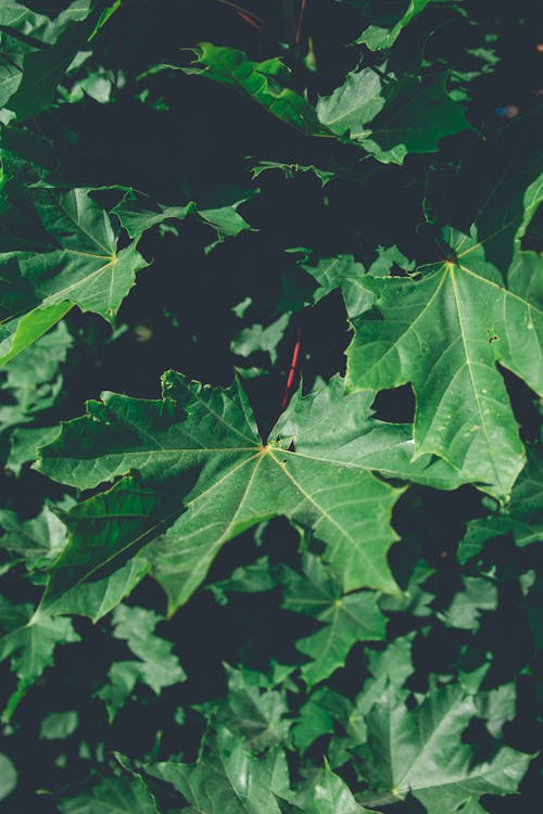 Imagine de stoc gratuită din arțar, ecologic, frunză