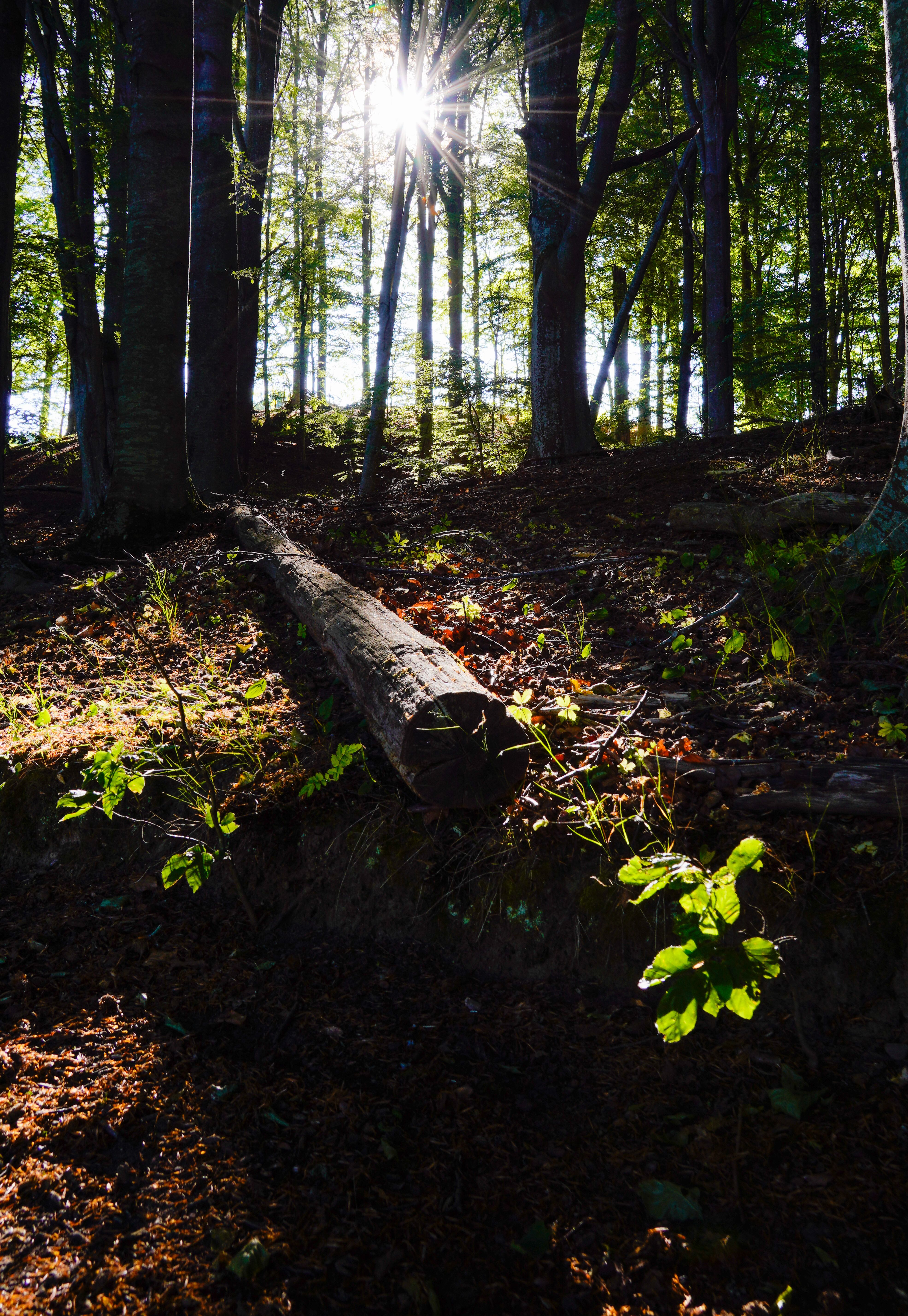 Sunlight filters through the dense forest, highlighting a fallen tree surrounded by vibrant summer foliage.