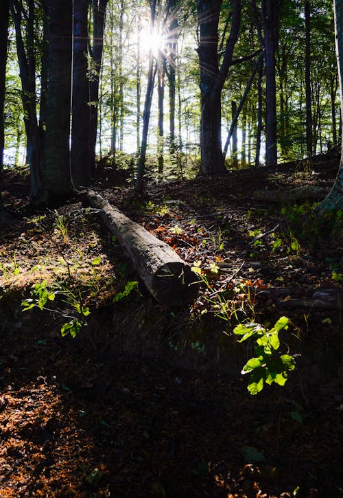 Fotos de stock gratuitas de Árbol caído, bosque, luz del sol