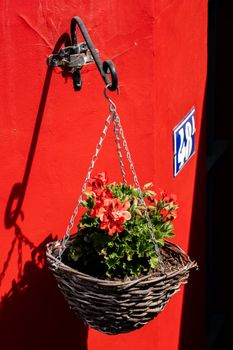 A potted plant with red flowers hanging on a vibrant red wall. Perfect for decor inspiration.