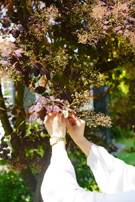 Woman picks blossoms in a sunlit Amsterdam garden, capturing spring's essence.