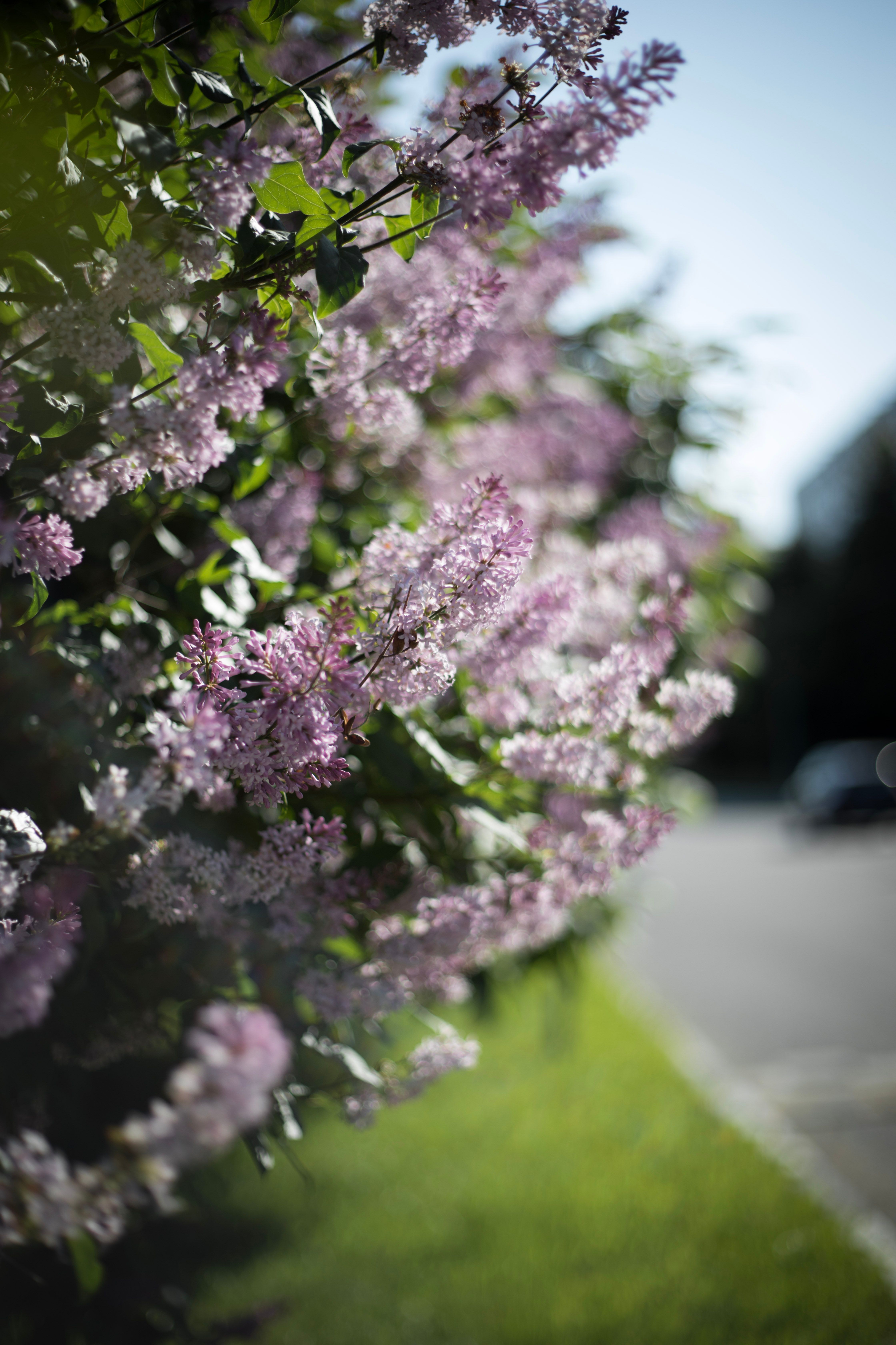 Portrait of Girl with Bouquet of Lilac · Free Stock Photo