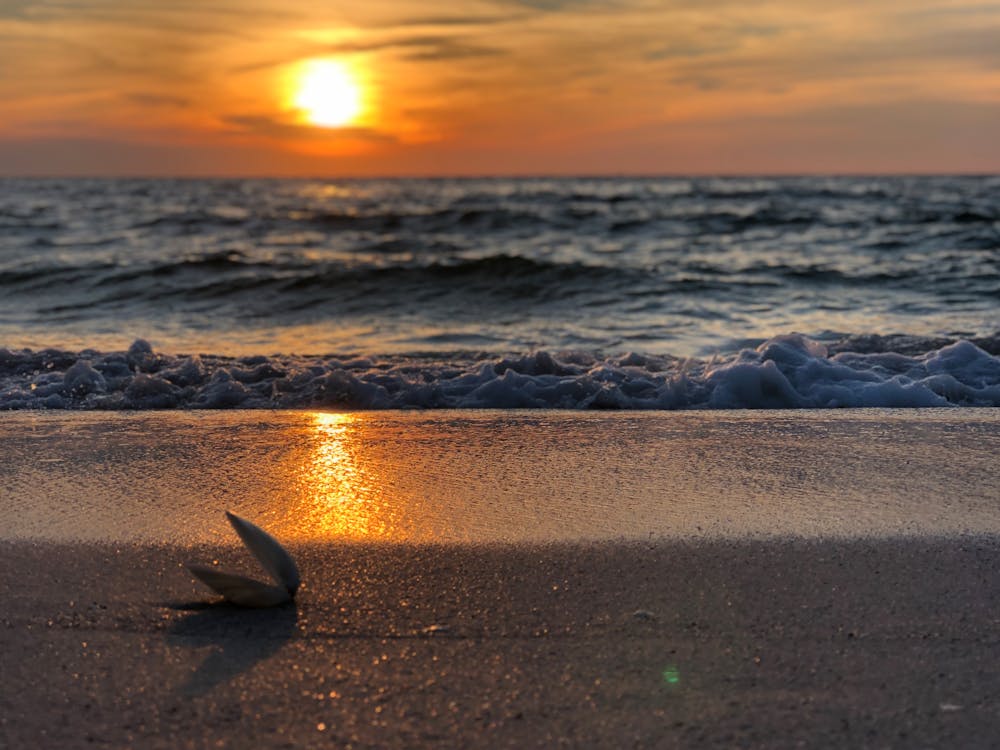 Free Photo of Seashore at Golden Hour Stock Photo