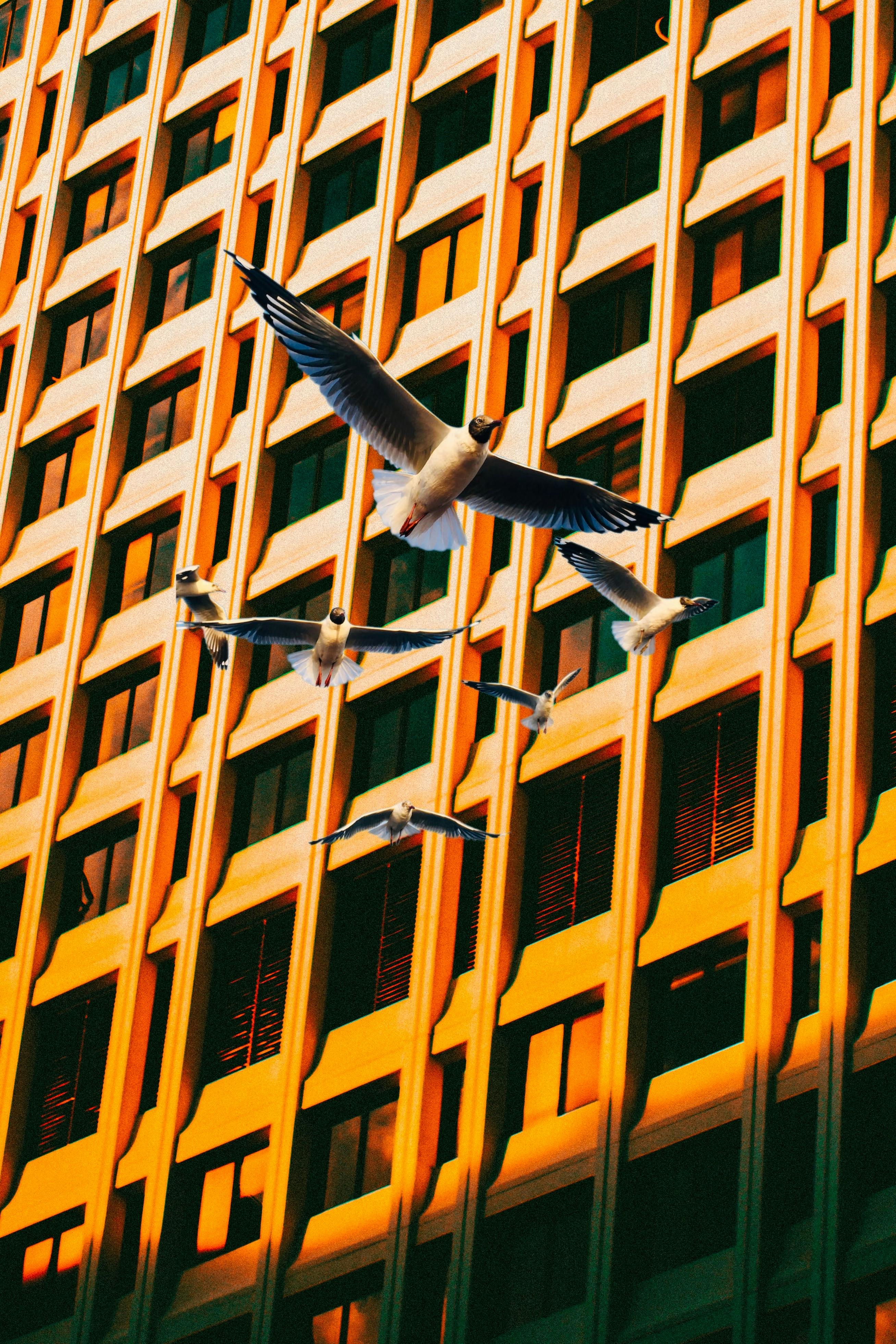 birds flying near sunlit building wall