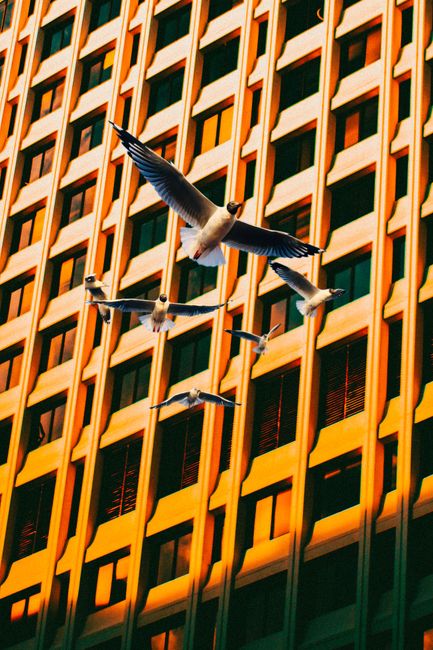 Seagulls soar against a sunlit Atlanta skyscraper, showcasing urban wildlife.