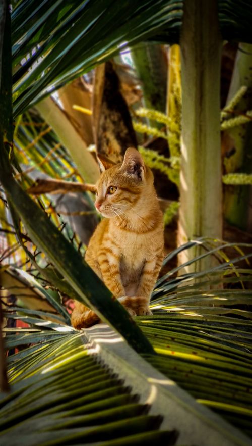 Free A curious orange tabby cat perched among lush tropical leaves in natural daylight. Stock Photo
