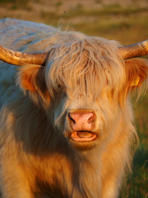 Portrait of Highland Cattle