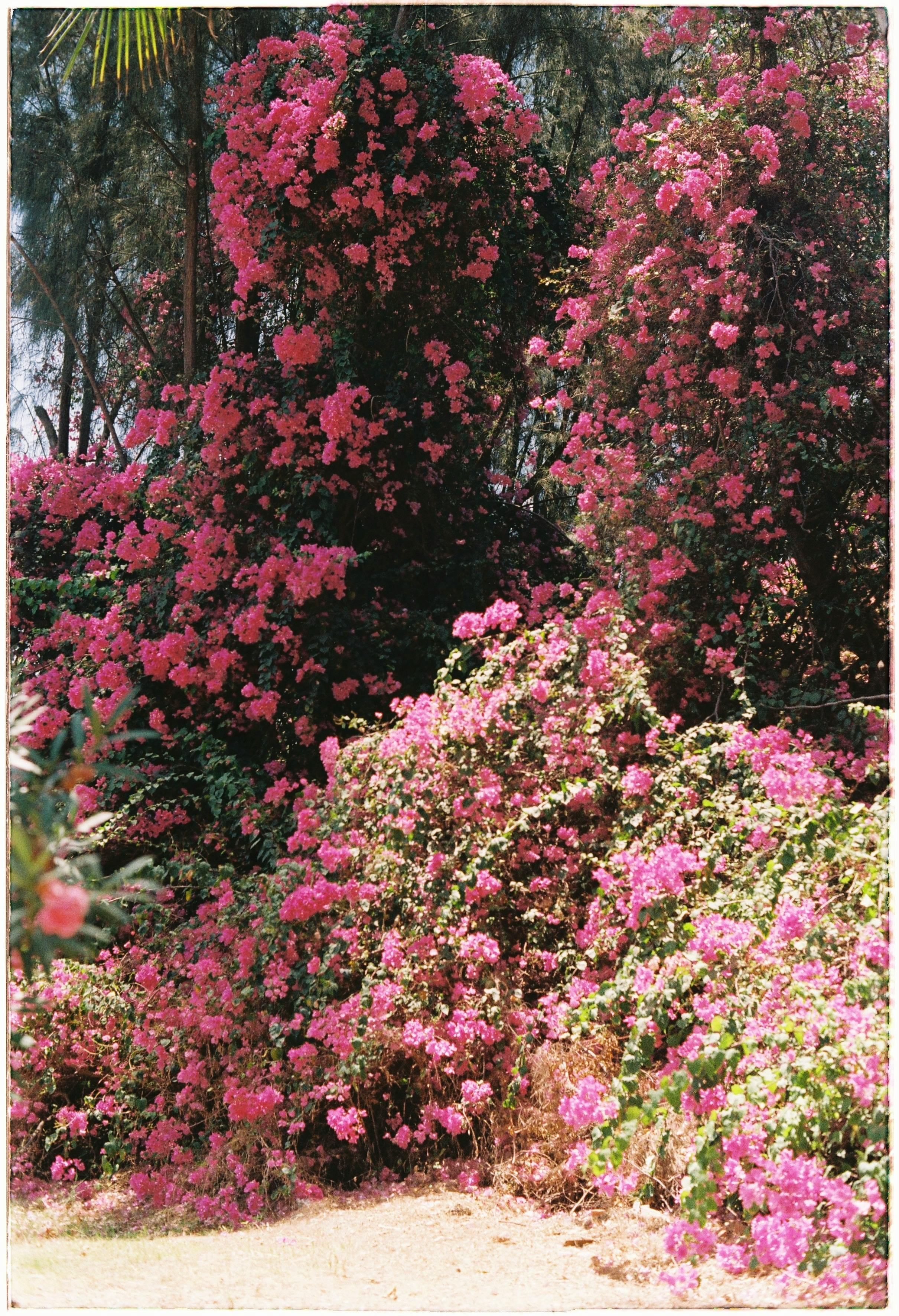 A stunning display of pink bougainvillea flowers in full bloom outdoors during summer.